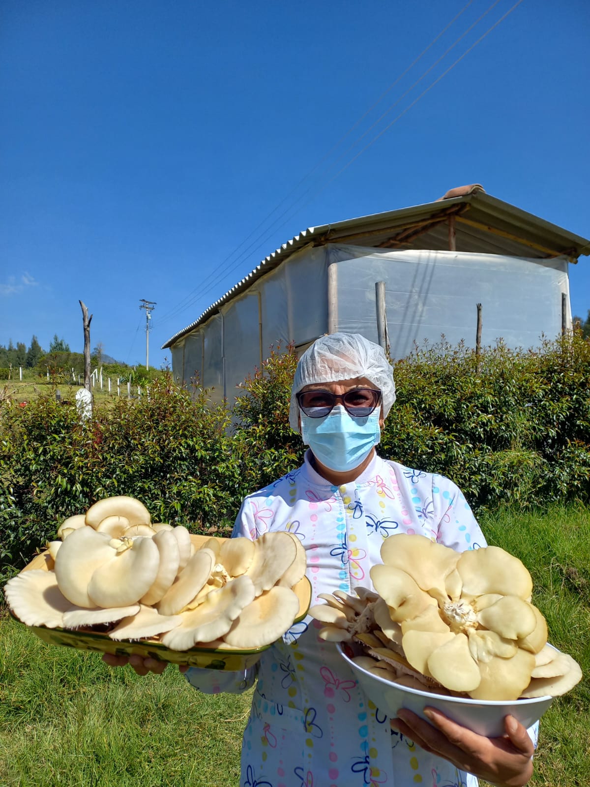 Organic Setas y Huerta